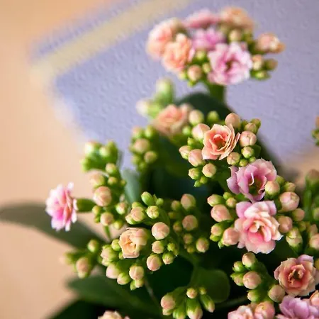 Διαμέρισμα Alfama Sunny & Typical Apartment, By Timecooler