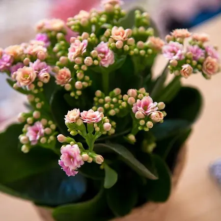 Lejlighed Alfama Sunny & Typical Apartment, By Timecooler